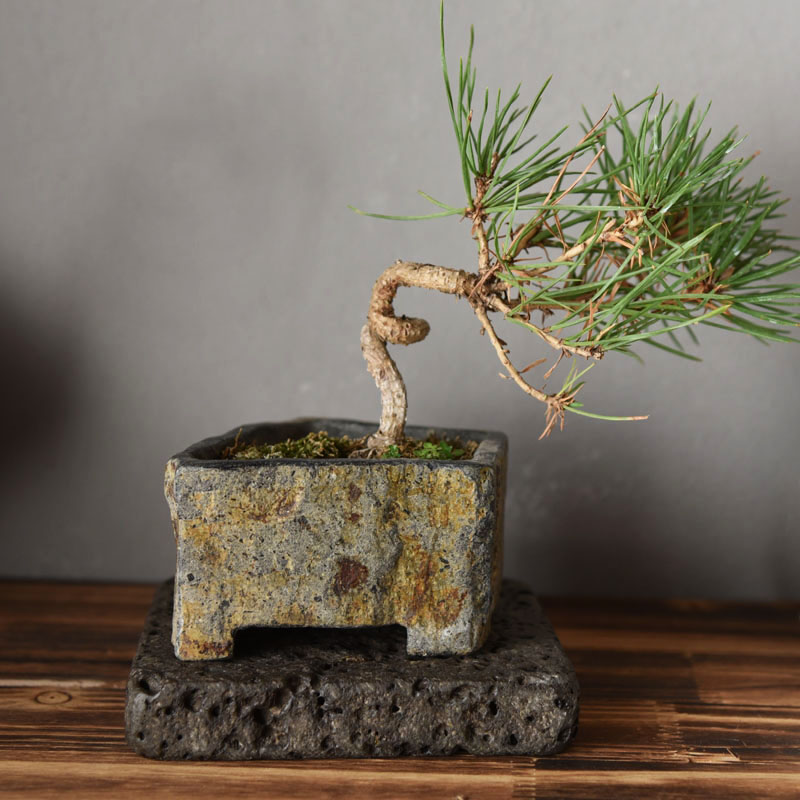 Basalt Natural Stone Flower Po - Bonsai Garden Chinese Garden avaliação e preço