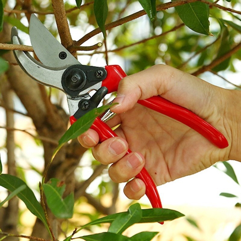 Premium Grafting Pruning Shear - Bonsai Garden Knife avaliação e preço